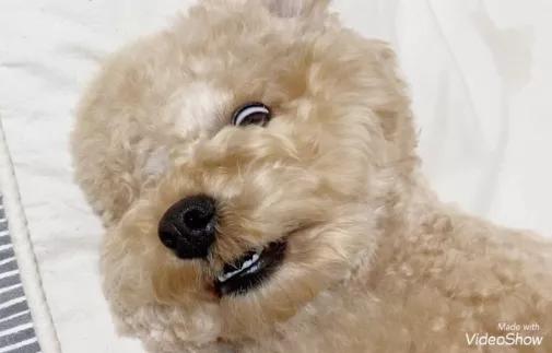 贵宾讨厌主人的表现,贵宾有哪些行为是代表它讨厌你