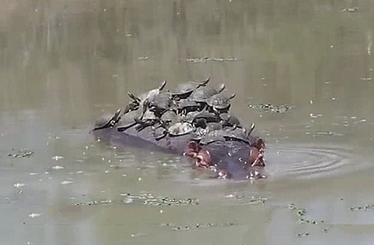 男子看见一群乌龟河边晒太阳,男子看清河边一群乌龟晒太阳