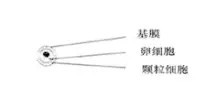 卵泡大小和数量正常范围是多少mm,卵泡数值多少范围是正常卵泡