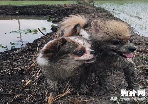 小博美凌晨突然发疯一样跑,小博美在玩耍时很凶
