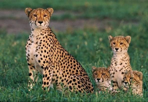 为什么猫咪便便这么臭,怎么让猫咪的便便不臭