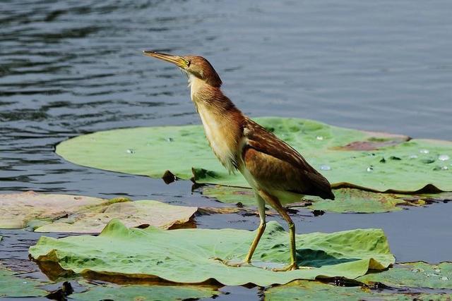 钓到的鱼会有寄生虫吗,钓到有毒的鱼