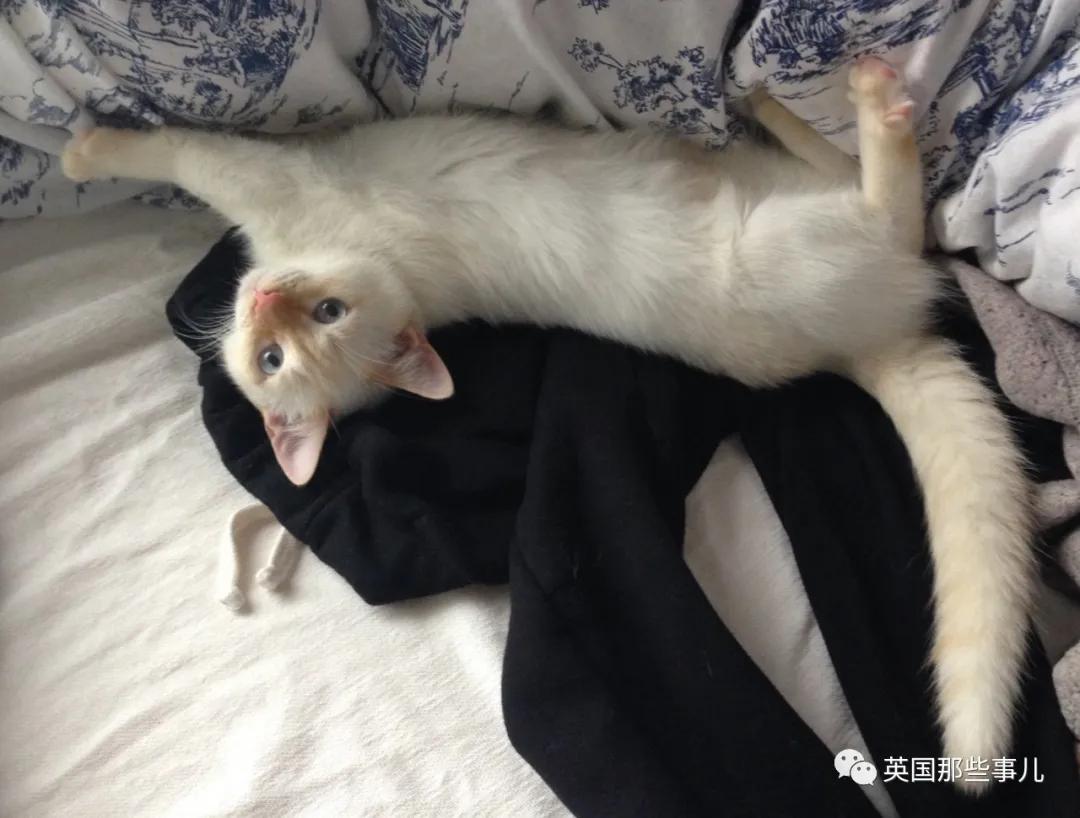 养暹罗猫会得什么病吗,养暹罗猫就像开盲盒