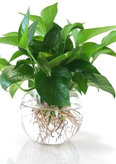 水培绿萝怎么养才长得好,水培绿萝叶子发黄怎么办