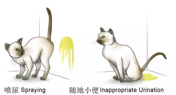 如何纠正猫咪的尿床行为,怎么彻底解决猫咪尿床