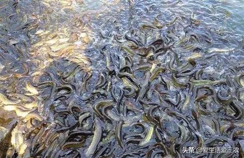 比较靠谱的养殖项目,现在最好的养殖品种有哪些