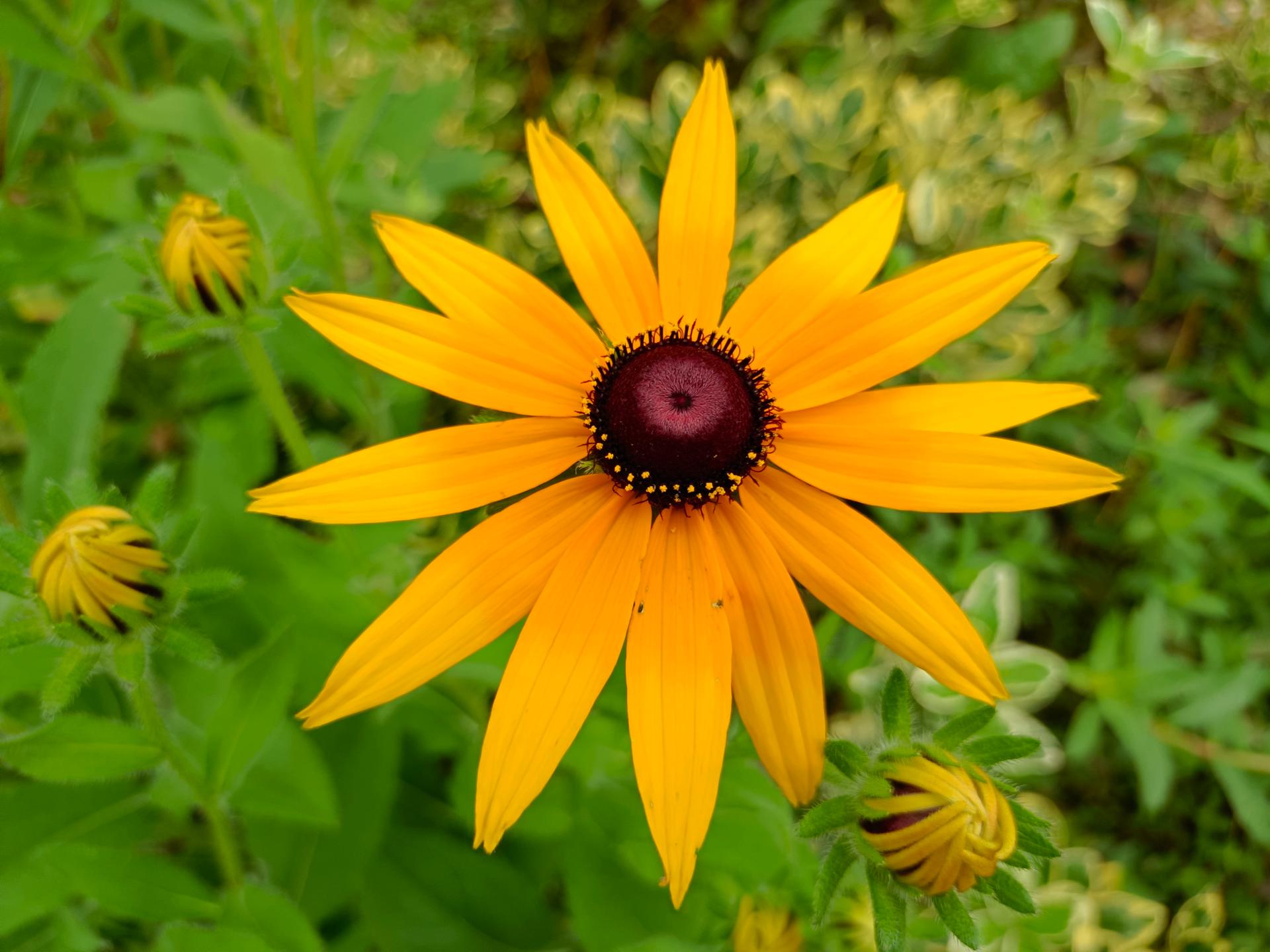 iqooz1是啥样的处理器,mtk处理器是芯片吗