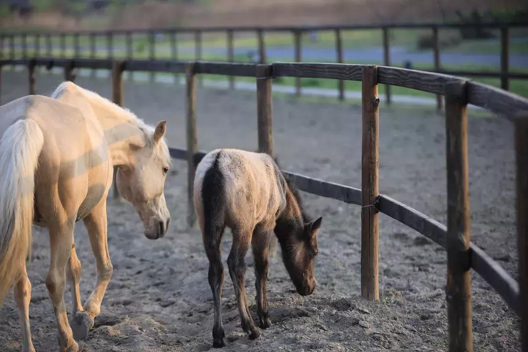 离杭17min，意大利设计师做了一个“最中国”的庄园，媲美安缦