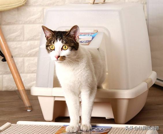 猫咪上完厕所总是有粘液,猫咪上完厕所脚上会带出粑粑