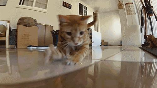 猫咪为什么喜欢趴窗台上睡,为什么猫咪喜欢趴在窗台上睡觉