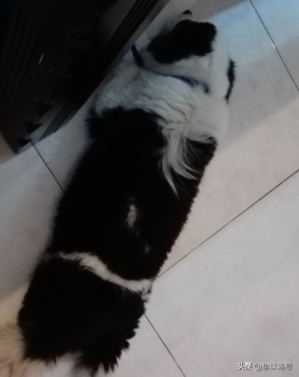 边牧大小便怎么解决,边牧室内大小便怎么解决