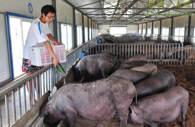 公猪母猪育种关注事项,想要母猪产仔多下面几点要牢记