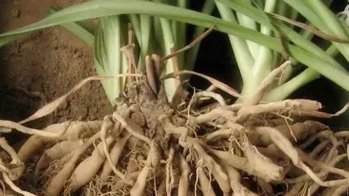 吊兰蔫了怎么办,吊兰变黄了怎么补救