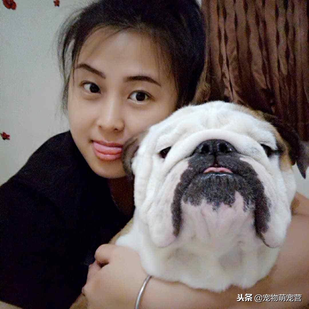 斗牛犬这么笨为什么这么多人喜欢,斗牛犬又脏又臭为什么有人喜欢