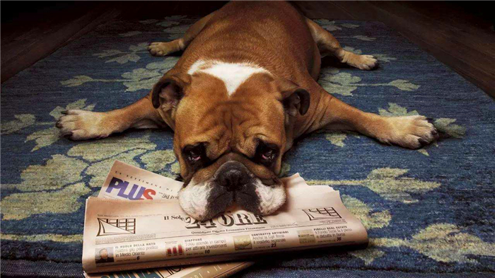 狗狗生理期公狗怎么知道,狗狗生理期又没有公狗怎么办