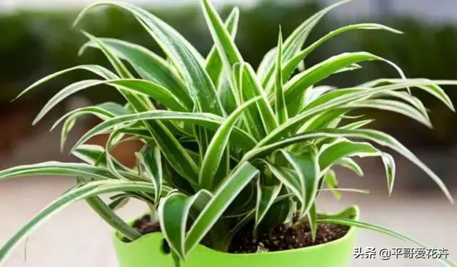 水培吊兰叶尖发黑可以剪掉吗,吊兰叶尖发黄怎么处理视频