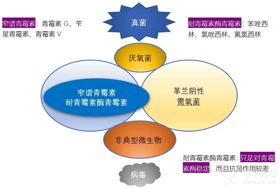 定期复习：各大类型抗生素抗菌谱，看完这个受益匪浅