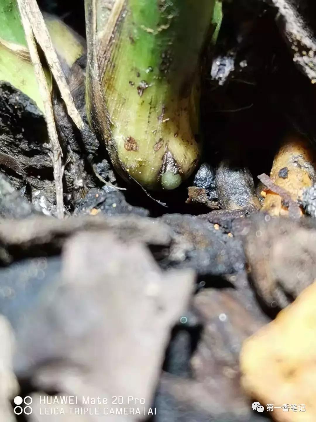 兰花花苞和花芽的区别图片,怎样分辨兰花花苞的品种