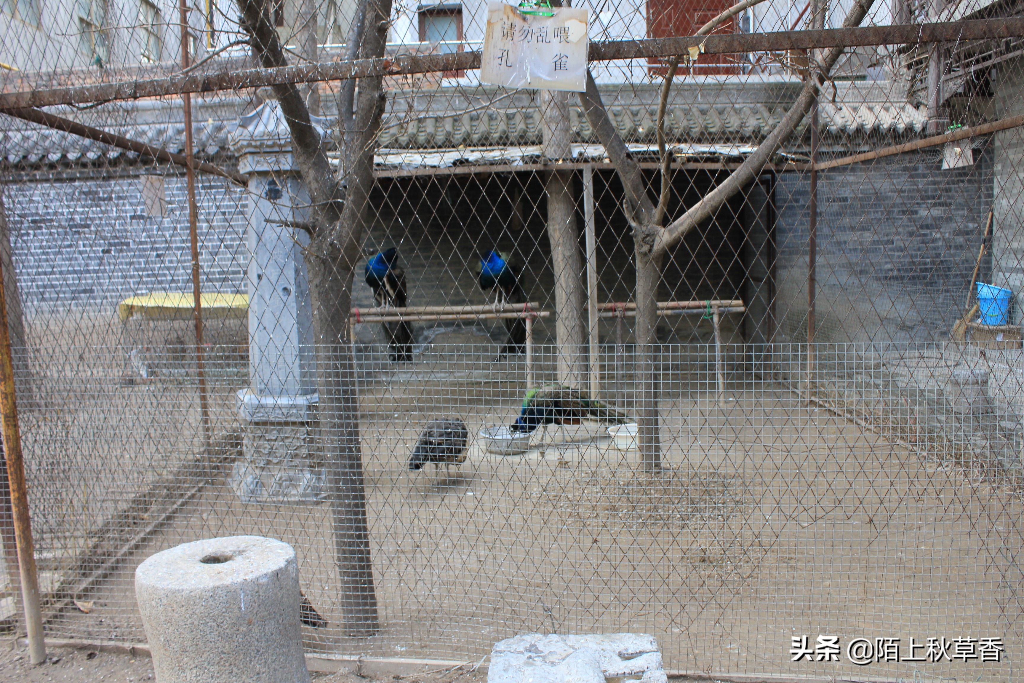 西安唐代皇家寺庙罔极寺,西安唐代皇家寺院罔极寺