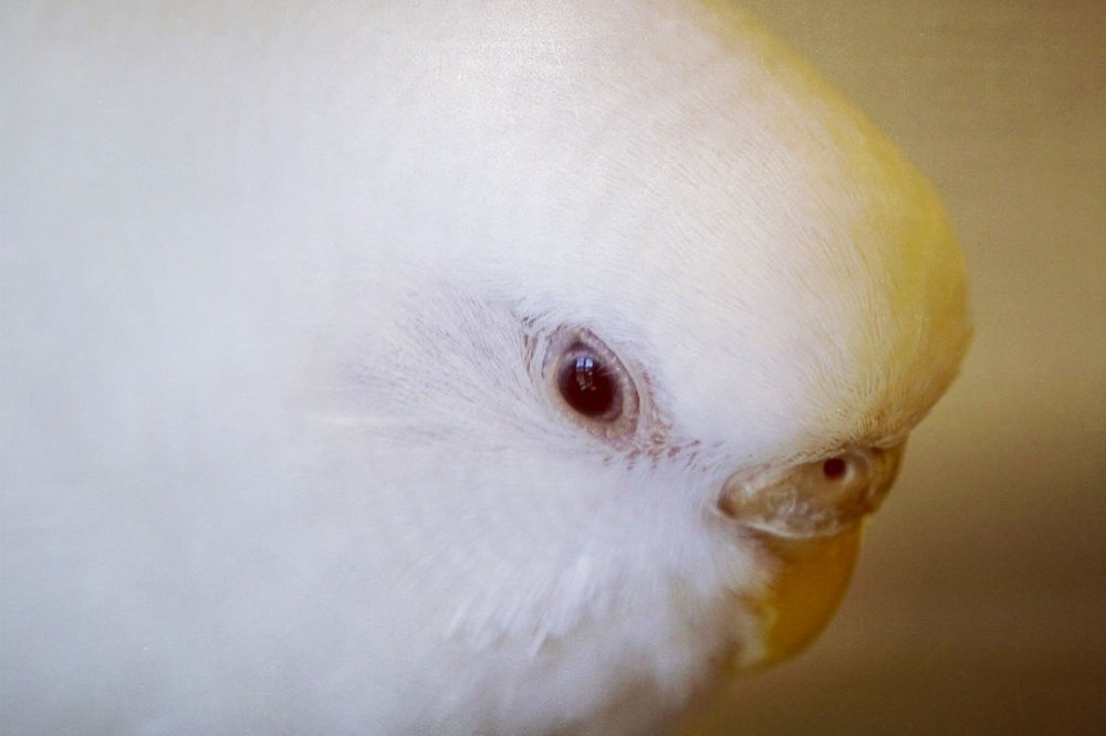 虎皮鹦鹉一共几种颜色,虎皮鹦鹉哪个品种最聪明