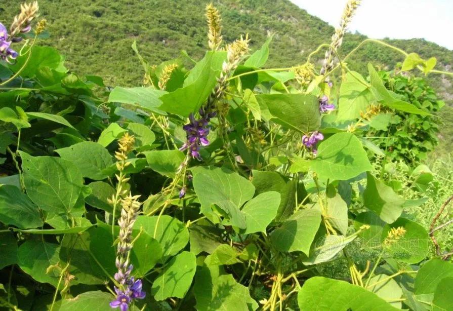 每日中药葛根,中药葛根图片