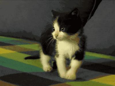 如何看supreme真假辨别,如何辨别supreme真假