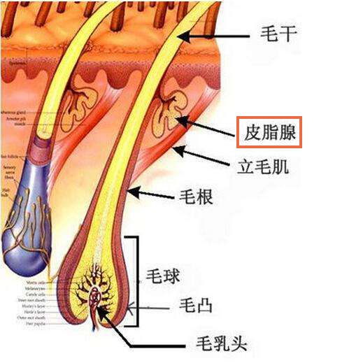化完妆如何让脸部不那么油腻,化完妆如何让皮肤显得很亮很透
