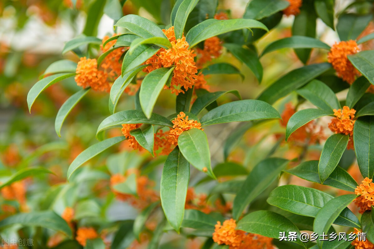 银桂和金桂的区别图解,怎么区分金桂和银桂