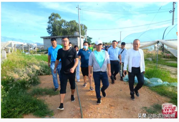 海南哈密瓜大市场,海南哈密瓜市场前景