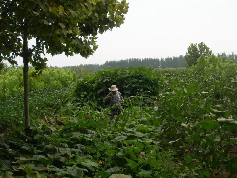 老济宁谚语,济宁老方言视频