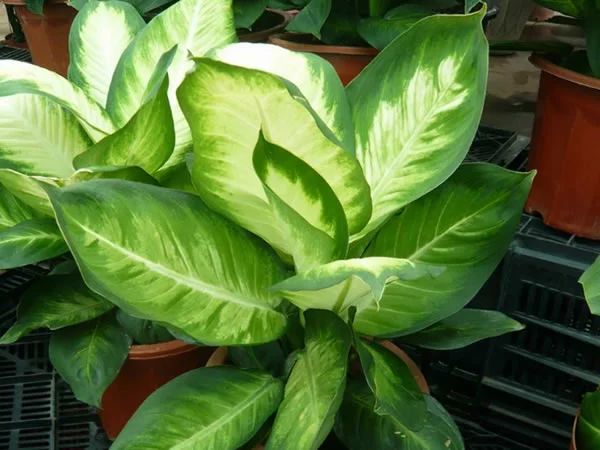 花突然蔫了？你家装修污染可能出问题了！