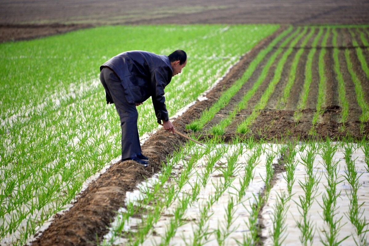 大蒜种完浇水以后几天盖草,大蒜播种后需要多久能发芽