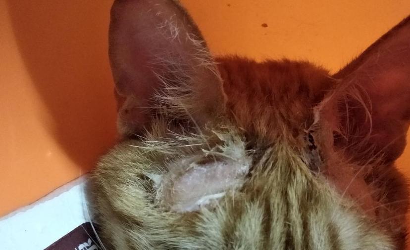 养猫咪需要多久给它洗次澡,养宠攻略给猫洗澡的步骤和流程