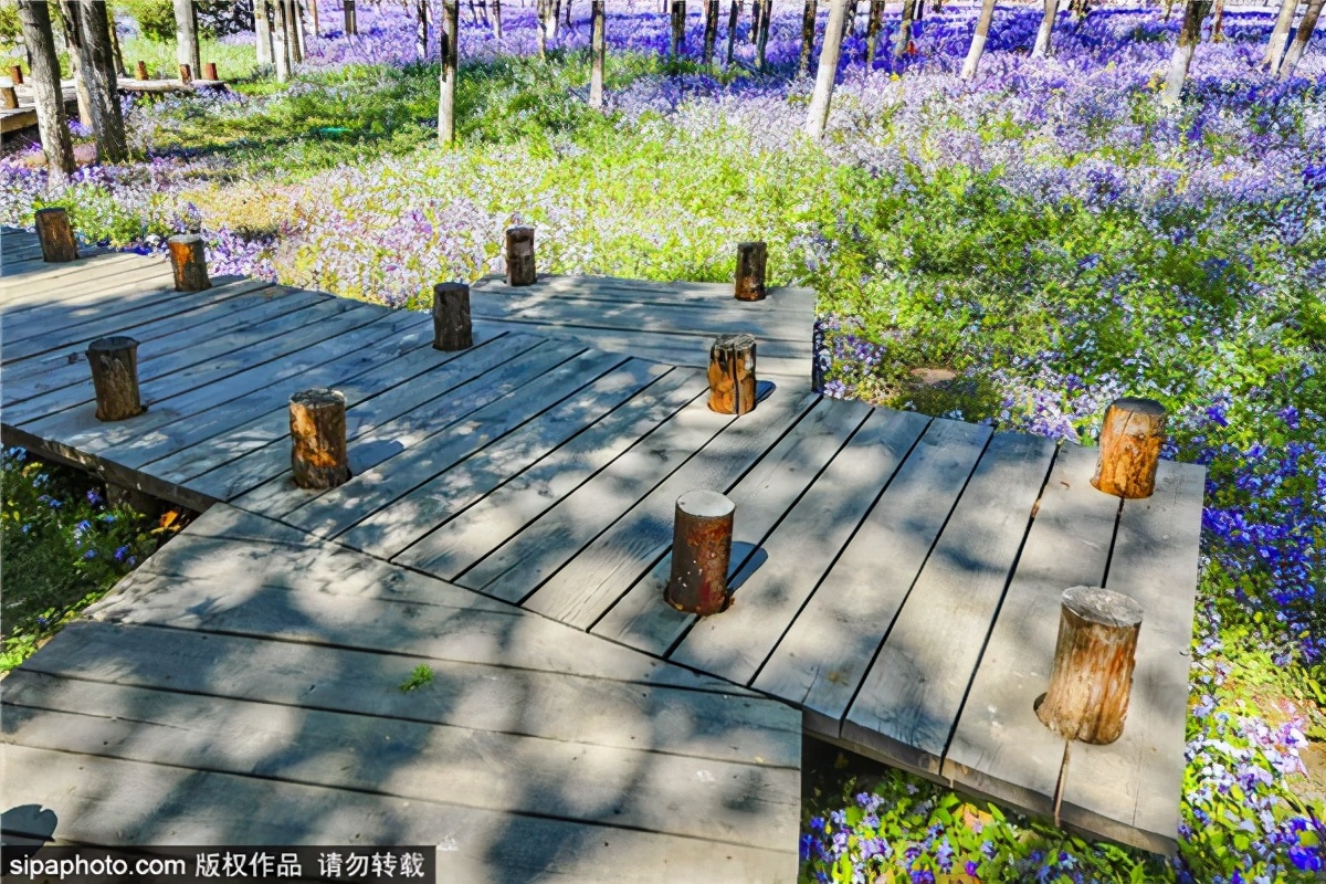 紫色花海哪里最好玩,紫色的花海景点