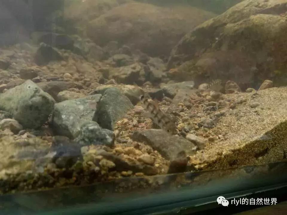 黄缘龟多大可以进环境造景,黄缘龟造景用陶粒还是火山石