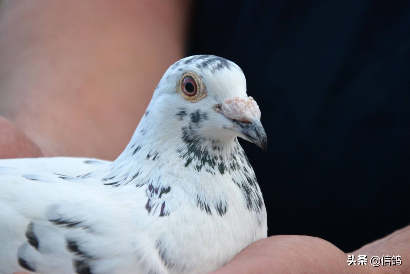 腺病毒潜伏期治疗方法,秋季赛鸽预防腺病毒关注事项