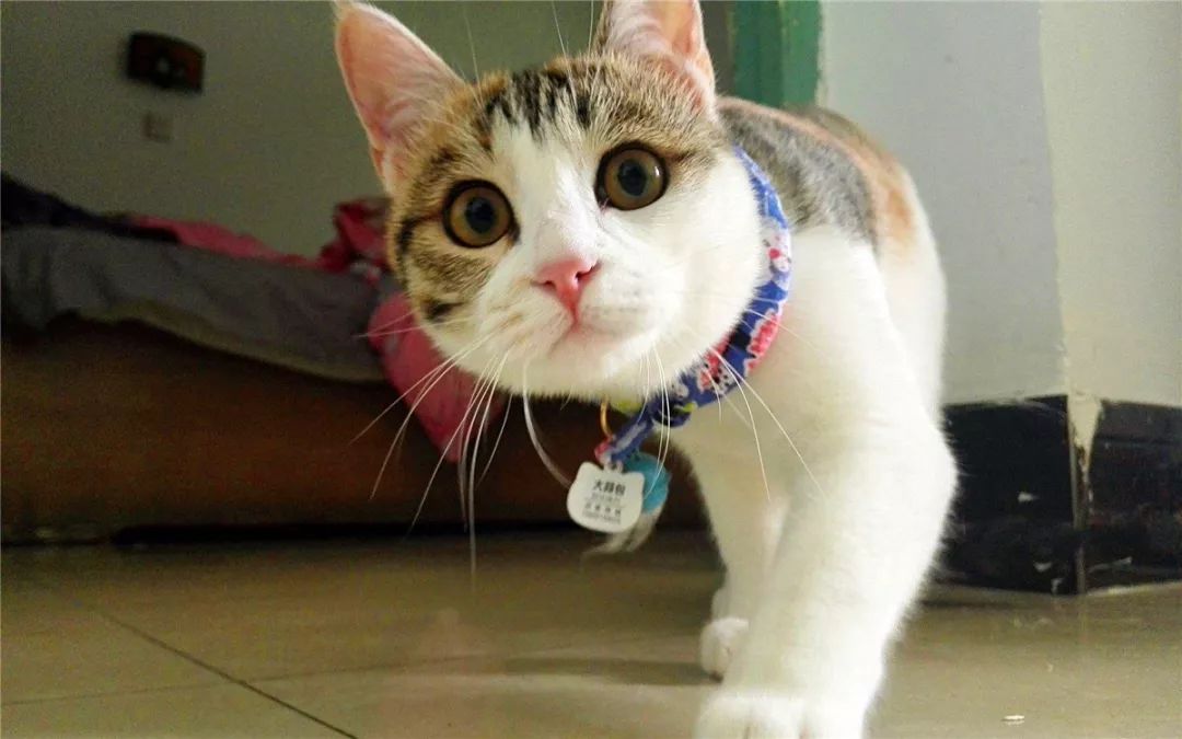 猫咪喂食中的冷知识，原来大蒜不能驱虫，海鲜也需挑选后喂猫