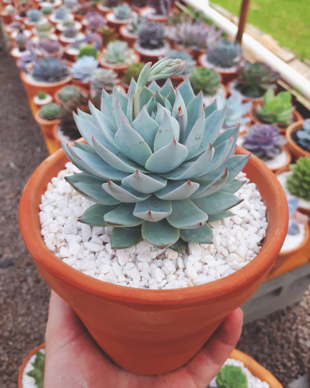 蓝石莲多肉最好看,多肉界的颜值天花板