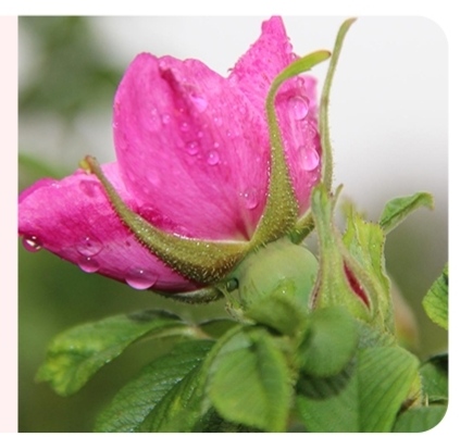 玫瑰花茶rosetea,味道浓的玫瑰花茶