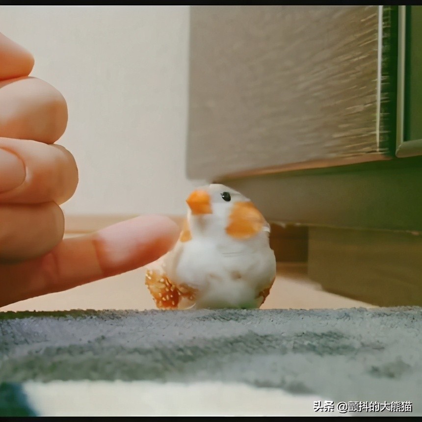 瓒呮不鎰堢殑灏忛笩,瓒呮不鎰堢殑灏忛笩瑙嗛