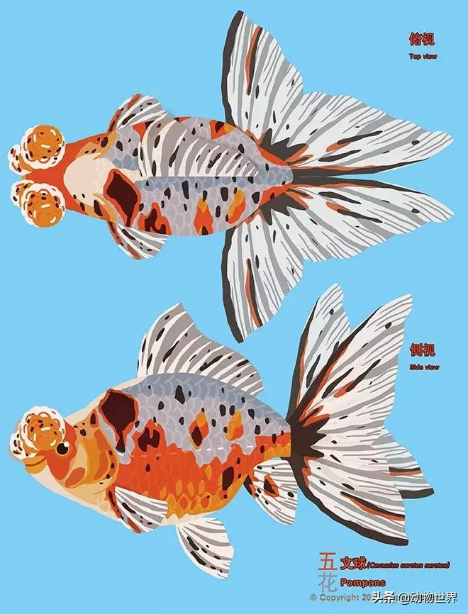 金鱼大图鉴详解,金鱼大图鉴2