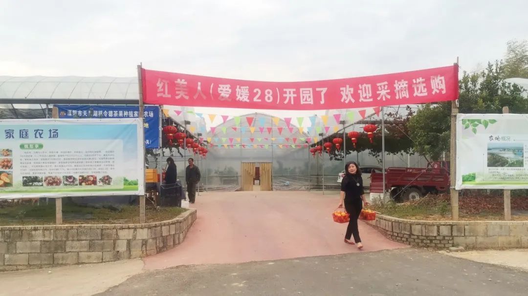 溧阳十万斤“红美人”上市，这仅是起点