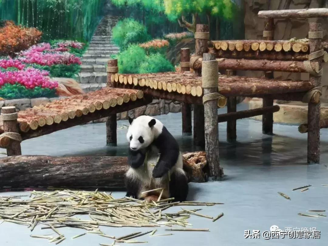 西宁熊猫馆门票可以多次进入吗,西宁熊猫馆门票多少钱