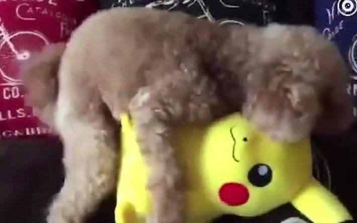 泰迪狗的肛门腺多久挤压一次？怎么做？