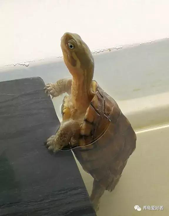 鳄鱼龟腐甲会影响生长吗,龟腐甲是什么原因造成的