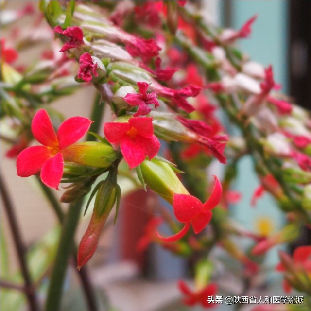 姚树锦中医,姚树锦大夫怎么样