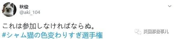 养暹罗等于养好几种猫,重庆暹罗猫变黑了还能白回来吗