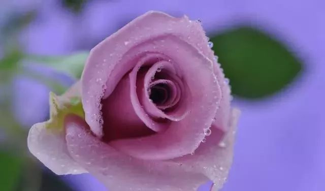 一万年一次的2020520；一起认识100种玫瑰~别送错啊