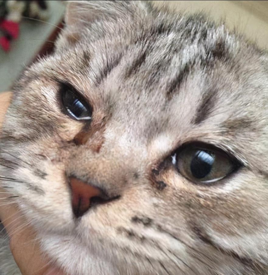 猫咪冻干吃多了上火了的症状,猫咪眼睛上火滴什么眼药水