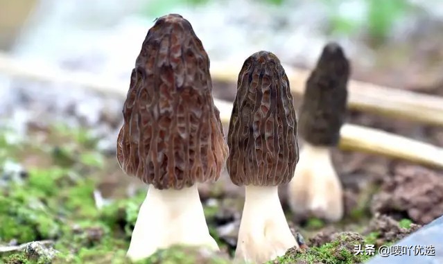 羊肚菌四大菌王,法国野生羊肚菌